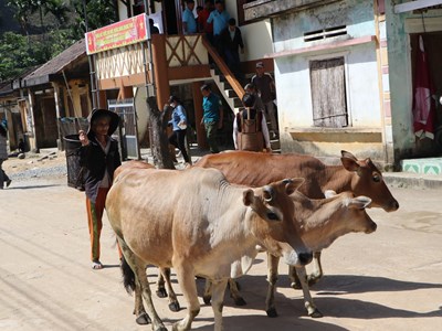 Xây dựng nông thôn mới ở các xã miền núi còn nhiều khó khăn 