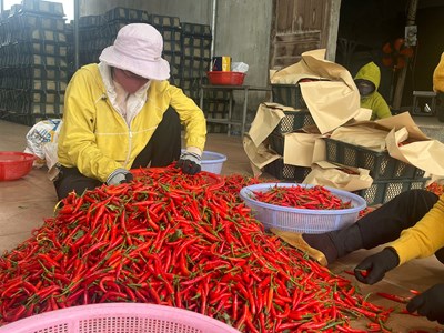 Giá ớt tăng kỉ lục, người trồng phấn khởi