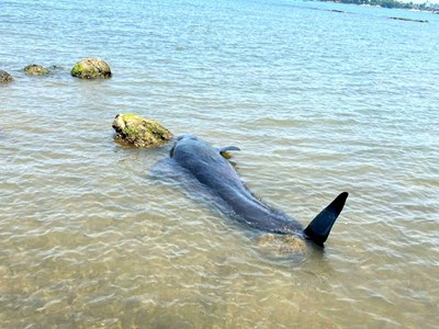 Phát hiện cá voi trôi dạt vào bờ biển Quảng Ngãi