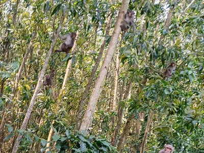 Gần 100 con khỉ xuống núi phá nát hoa màu của người dân