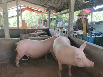 Dự án 8 khơi dậy khát vọng vươn lên thoát nghèo cho hội viên phụ nữ