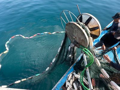 Khai thác cá nghề “lưới vây”