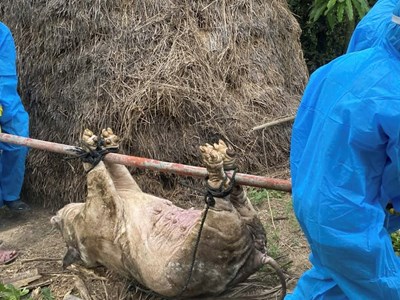 Người chăn nuôi trắng tay vì dịch tả lợn Châu Phi bùng phát