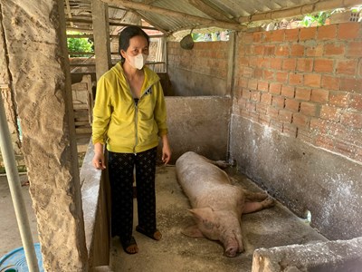Quảng Ngãi triển khai các giải pháp kiểm soát dịch tả lợn châu Phi