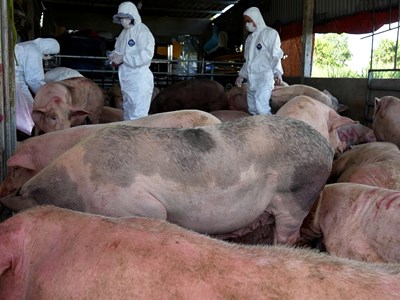 Phát hiện xử lý các trường hợp buôn bán, vận chuyển và vứt xác lợn bệnh