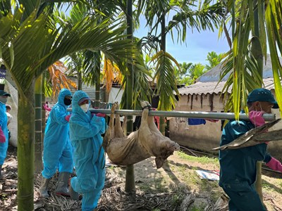 Phát hiện, xử lý dứt điểm ổ dịch tả lợn châu Phi