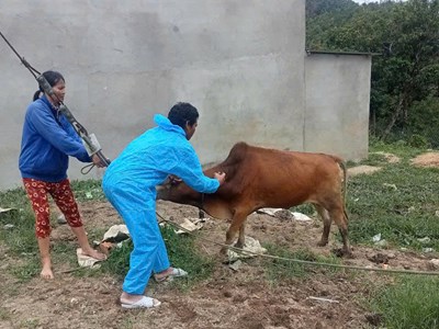 Phát hiện ổ dịch nghi lở mồm long móng ở xã Đăk Plô