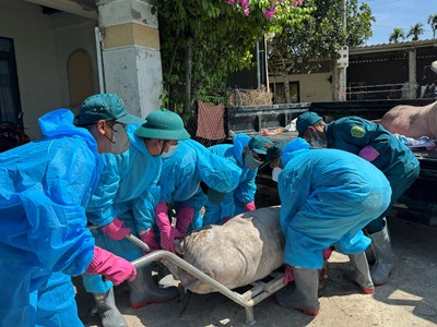 Không lơ là, chủ quan trước dịch tả lợn châu Phi