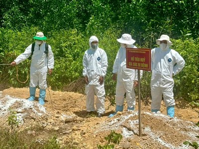 Quảng Ngãi tăng cường giám sát xử lý xác lợn chết ra môi trường