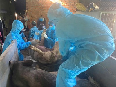 Quảng Ngãi tiêu hủy gần 3 nghìn con lợn mắc bệnh dịch tả lợn châu Phi