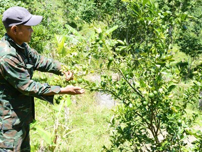 Tấm gương sáng ở xứ “ngàn cau”