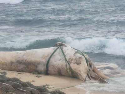 Phát hiện xác cá voi dài khoảng 15m trôi dạt vào bờ biển Lý Sơn