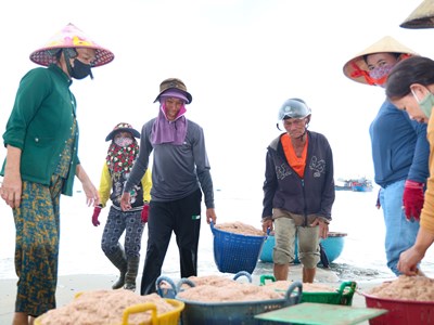 Được mùa ruốc biển, ngư dân Quảng Ngãi kiếm tiền triệu mỗi ngày