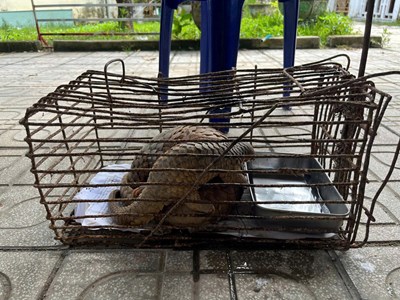 Tiếp nhận 2 cá thể tê tê quý hiếm do người dân phát hiện giao nộp