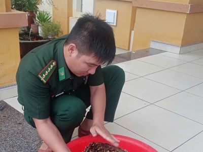 Thả cá thể rùa quý hiếm về biển