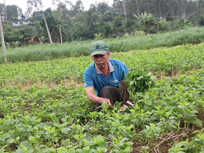 Khôi phục sản xuất nông nghiệp sau mưa, lũ