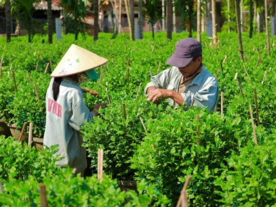 Nhà vườn tất bật chăm sóc hoa cúc phục vụ Tết Nguyên đán