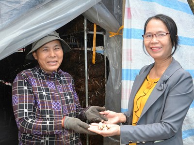 Nông dân Mộ Đức gắn bó với nghề trồng nấm rơm