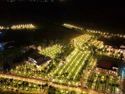 Quảng Ngãi: Chong đèn thâu đêm “nuôi” hoa cúc Tết