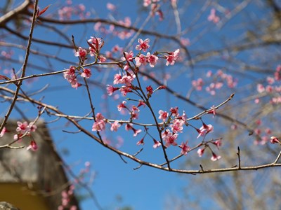 Thổn thức ngắm mai anh đào ở Măng Đen