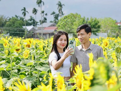 Cánh đồng hoa hướng dương hấp dẫn du khách ở Quảng Ngãi