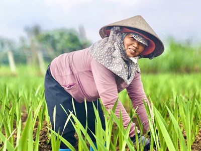 Nông dân “chờ Tết” trong ruộng lay ơn
