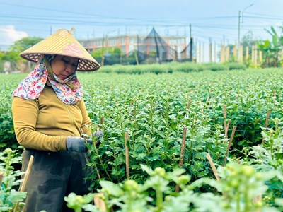 Thủ phủ hoa cúc miền Trung: Hoa chưa nở đã bán gần hết, giá Tết tăng mạnh