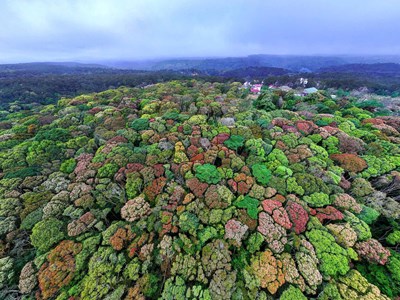 Quảng Ngãi trước cơ hội khai mở “giá trị xanh” từ rừng