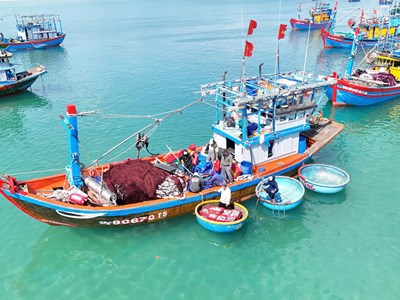Ngư dân làng biển Quảng Ngãi trúng đậm cá nục, thu bạc triệu mỗi chuyến biển