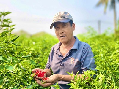 Ớt rớt giá, nông dân Quảng Ngãi “được mùa, trắng tay”