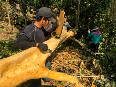 Hương quế và ký ức của người Co nơi núi rừng Quảng Ngãi