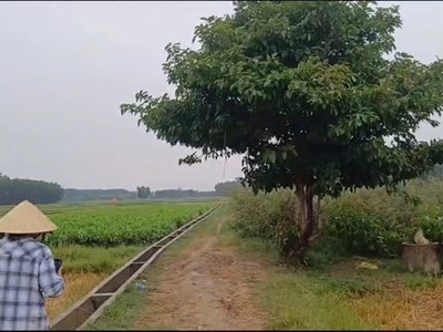 Một người đàn ông tử vong do sét đánh khi đang làm đồng