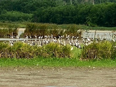 Hàng trăm cá thể sếu cổ đen quý hiếm xuất hiện tại hồ La Băng
