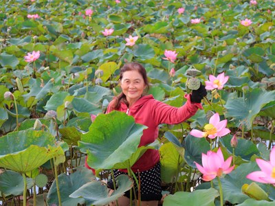 Mùa sen nở đẹp nao lòng ở vùng quê ven biển