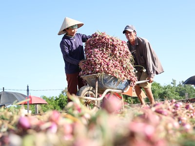 Nông dân Vạn Tường thu lãi lớn nhờ hành tím đạt năng suất kỉ lục