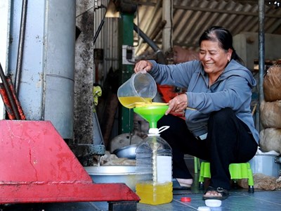 Giọt “dầu vàng” từ hạt đậu quê mang lại sinh kế bền vững