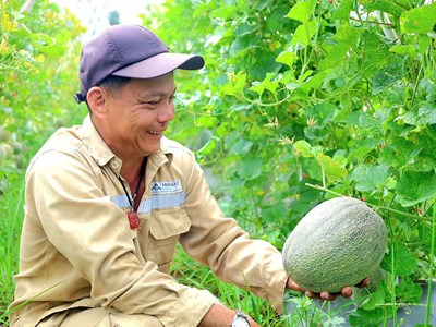 Xã Đông Sơn gặt “trái ngọt” từ chuyển đổi cây trồng