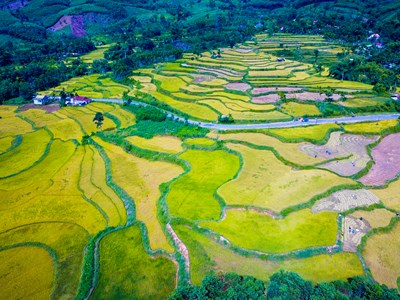 Đắm mình trong sắc vàng mùa lúa chín ở Quảng Ngãi