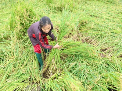 Mưa lớn đúng vụ gặt, nông dân Quảng Ngãi thấp thỏm nhìn lúa đổ