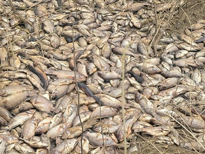 Cá chết dày đặc, sông Trà Khúc bốc mùi nồng nặc