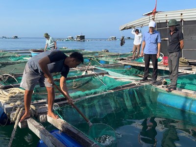Lý Sơn hỗ trợ cá giống, mở hướng sinh kế mới cho người nuôi lồng bè