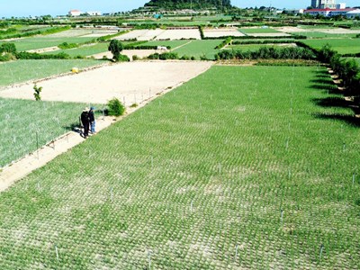 Đặc khu Lý Sơn hướng đến sản xuất hành tím an toàn, nâng giá trị nông sản