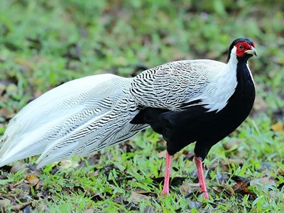 Thông tin mới vụ tuyên án 6 năm tù vì nuôi, bán gà lôi trắng quý hiếm