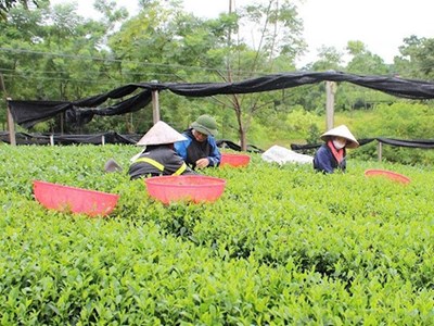 Bình quân mỗi năm số hộ nghèo giảm 1,41%