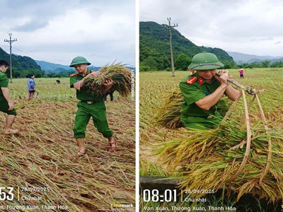 Xúc động hình ảnh Công an Thanh Hoá xuống đồng gặt lúa giúp dân chạy bão số 10