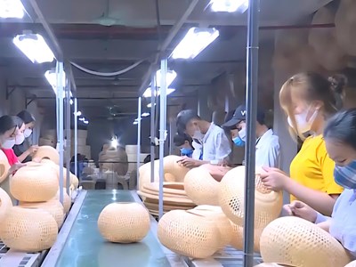 “Vàng xanh” xứ Thanh: Từ sản xuất thô đến chuỗi giá trị xuất khẩu