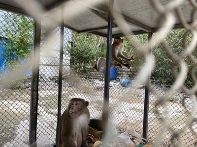 Công an xã vận động người dân giao nộp 2 cá thể khỉ quý hiếm
