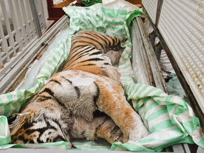 Triệt phá đường dây nấu cao hổ giá gần 2 tỉ ở Thanh Hóa