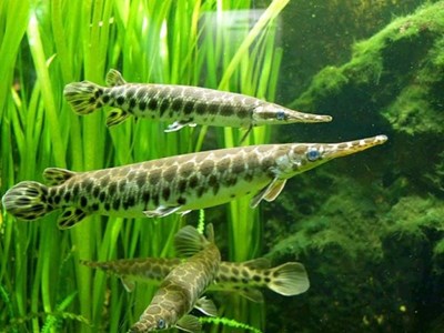 11 người nhập viện sau bữa nhậu cá cảnh: Công an bác tin “ngộ độc trứng cá rồng”