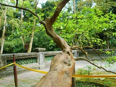 Chạm vào là “cười”: Bí ẩn cây ổi trăm tuổi ở Lam Kinh